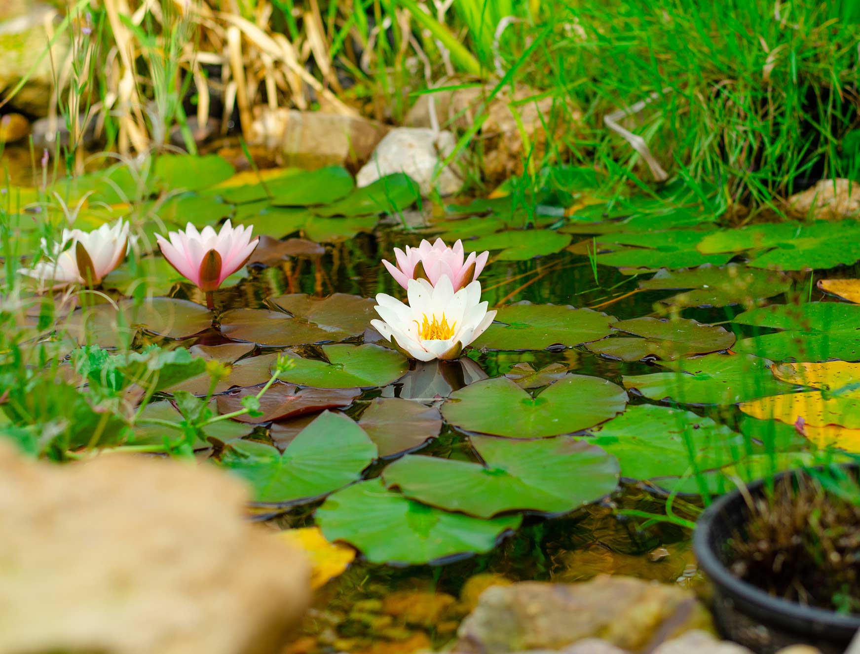 natur-wildnis psz junges psz natur teich